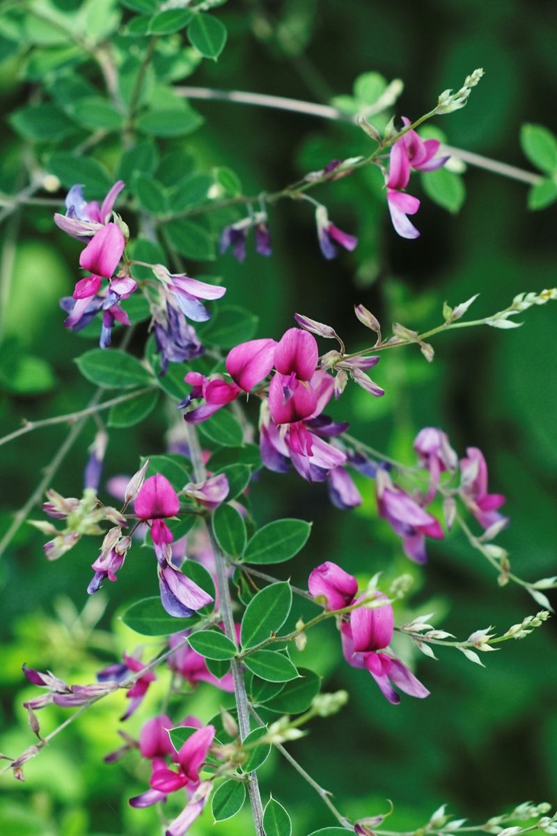 Bush clover blooming, with small pink flowers.