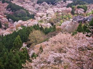 A mountain covered in cherry blossom trees showing light pink blooms, amongst other dark green trees.