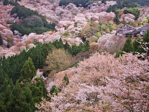 A mountain covered in cherry blossom trees showing light pink blooms, amongst other dark green trees.