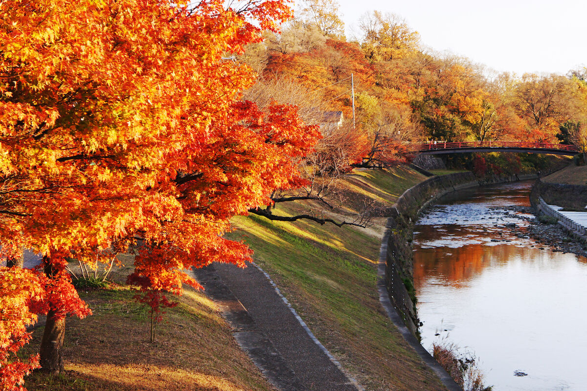 Maple trees with their leaves showing a bright red-orange colour.