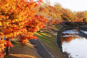 Maple trees with their leaves showing a bright red-orange colour.