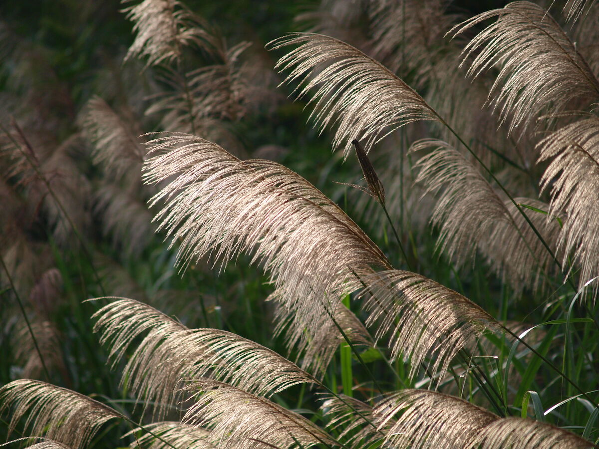 Miscanthus brushes in the sun.