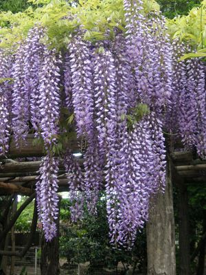 Wisteria in bloom, with long strings of flowers dangling.