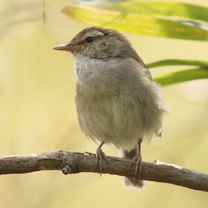 A small dull-coloured bird sitting on a branch.