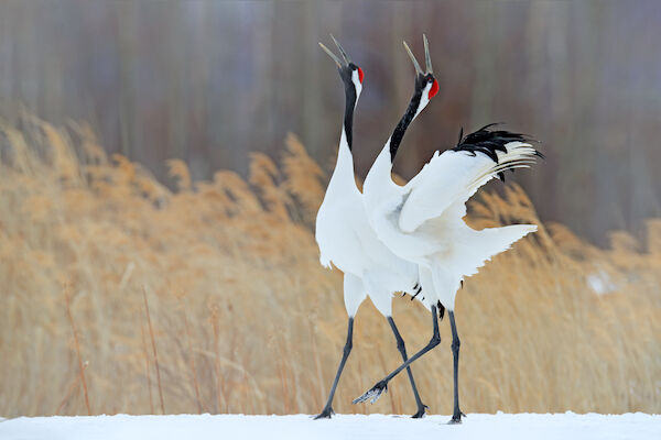 Two cranes walking side-by-side through the snow. They have white bodies with black extremities and the top of their head is red.